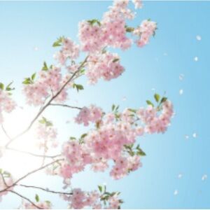 Meet your Posher, Melody